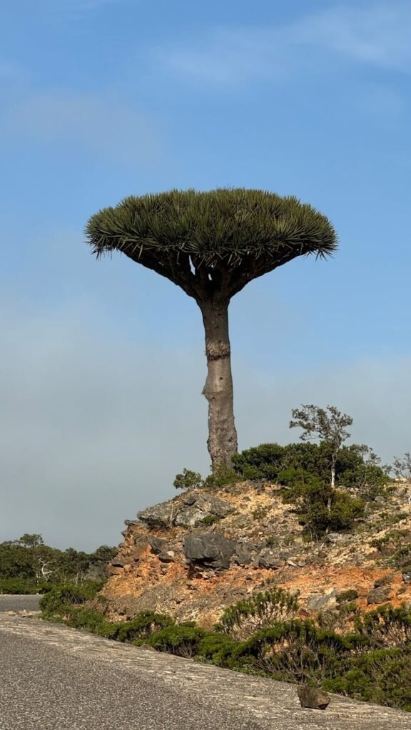 Iconic Dragon Blood Tree on Socotra's rocky terrain under blue skies.