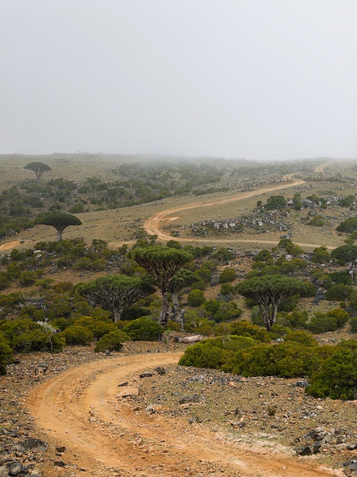 Explore the misty landscape of Socotra with its iconic dragon blood trees and winding paths.